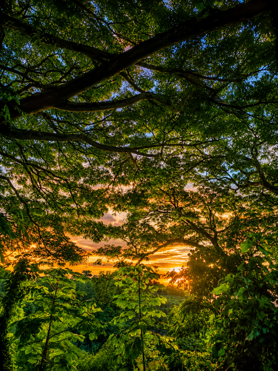 Canopée tropicale au coucher du soleil
